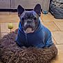 Thaïs a rejoint le concours — aidez-le/la à gagner de superbes lots ! animal, blanket, blue_hoodie, brown, cozy, cute, dog, dog_bed, ears, face, french_bulldog, furniture, gray, home, indoor, pet, portrait, sitting, tile_floor, yellow_tennis_ball