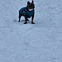 alert, alone, animal, blue_jacket, canine, cold, daylight, dog, fur, mammal, nature, outdoor, pet, small_dog, snow, snowy_ground, standing, walking, winter, winter_clothing