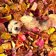Bella is registered to the contest to win money with this photo: dog, autumn, fall_leaves, leaves, outdoor, cute, pet, fur, playful, lying_down, nature, colorful, seasonal, relaxed, animal, brown, yellow, orange, red, cozy