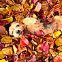 dog, autumn, fall_leaves, leaves, outdoor, cute, pet, fur, playful, lying_down, nature, colorful, seasonal, relaxed, animal, brown, yellow, orange, red, cozy