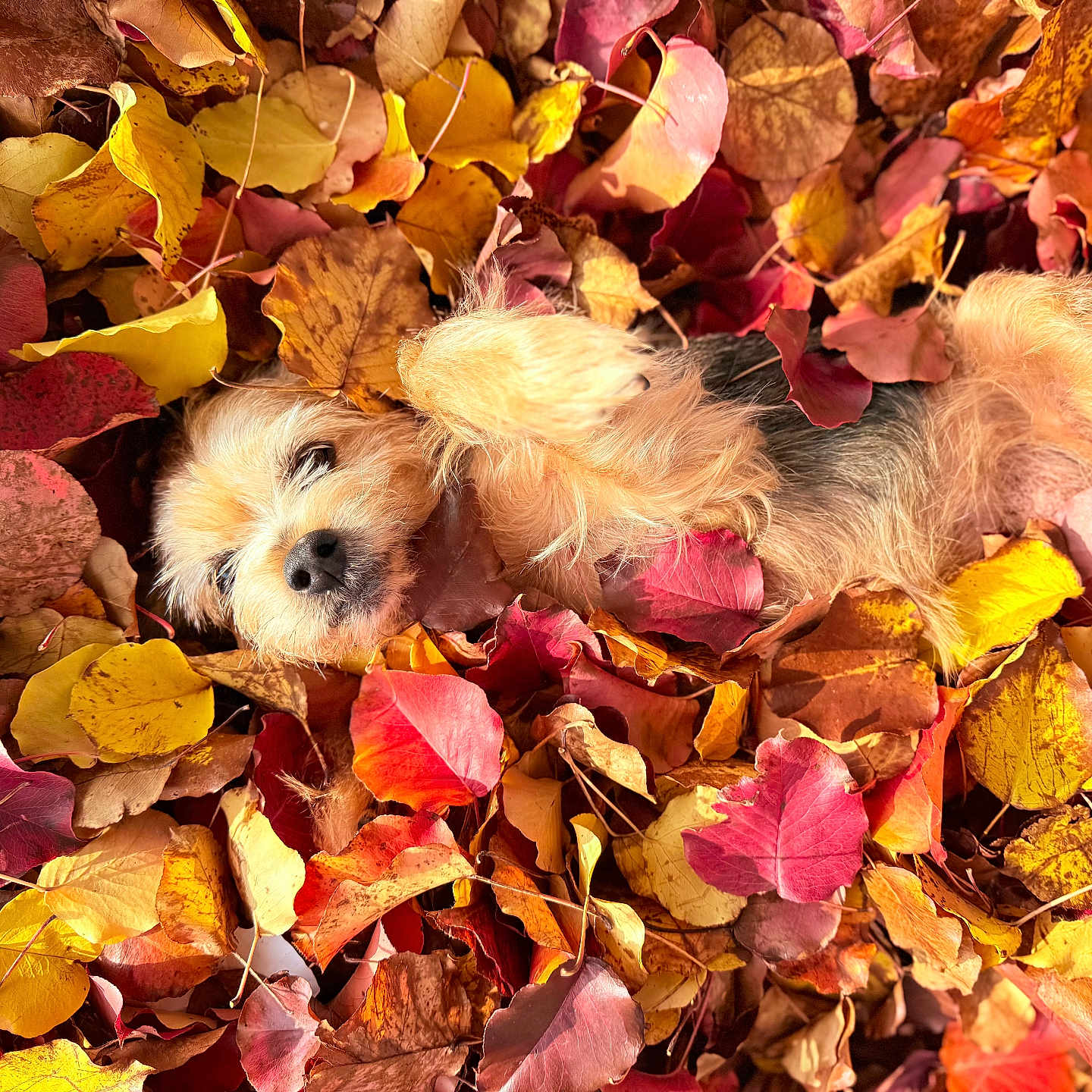 Bella is registered to the contest to win money with this photo: animal, autumn, brown, colorful, cozy, cute, dog, fall_leaves, fur, leaves, lying_down, nature, orange, outdoor, pet, playful, red, relaxed, seasonal, yellow