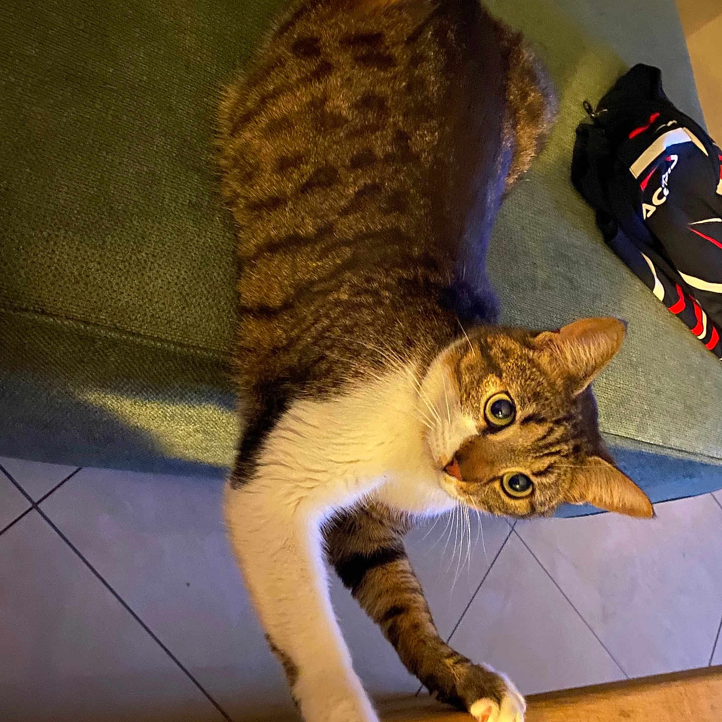 Elia participe au concours pour gagner de l'argent avec cette photo : animal, architecture, bag, building, cat, clothing, couch, footwear, furniture, hardwood, indoors, interiordesign, kitten, manx, pet, runningshoe, shoe, sneaker, stainedwood, wood