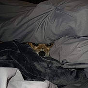 Sissy is registered to the contest to win money with this photo: bedding, blanket, comfort, cozy, cute, dog, eyes, fur, hidden, home, indoor, nose, peeking, pet, relaxed, resting, sleepy, snuggled, soft, warm
