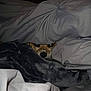 bedding, blanket, comfort, cozy, cute, dog, eyes, fur, hidden, home, indoor, nose, peeking, pet, relaxed, resting, sleepy, snuggled, soft, warm