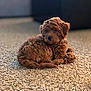 puppy, dog, brown, curly_fur, carpet, indoor, pet, animal, cute, young, fur, laying_down, cozy, soft, resting, domestic_animal, small, adorable, companion, curious