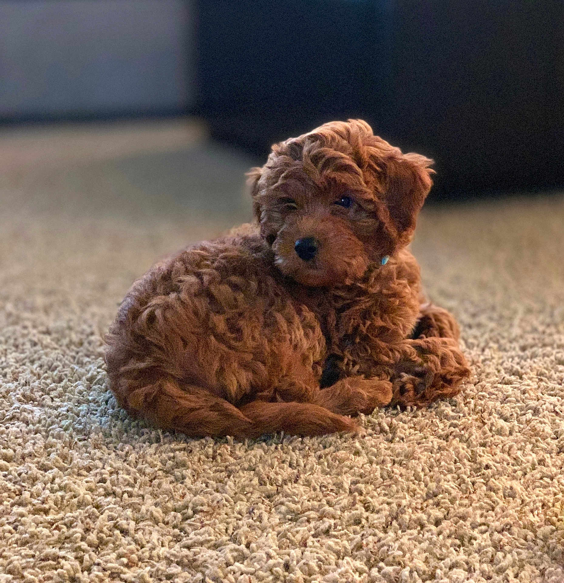Maddie is registered to the contest to win money with this photo: puppy, dog, brown, curly_fur, carpet, indoor, pet, animal, cute, young, fur, laying_down, cozy, soft, resting, domestic_animal, small, adorable, companion, curious