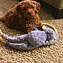 Maddie is registered to the contest to win money with this photo: puppy, dog, carpet, stuffed_toy, plush, brown, indoor, pet, animal, cute, soft, floor, toy, relaxed, cozy, living_room, home, fur, playful, companion