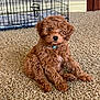 Maddie joined the competition — help win amazing prizes! puppy, dog, brown, curly_fur, carpet, indoor, crate, collar, pet, cute, sitting, fur, small_dog, floor, home, animal, young_dog, relaxed, fluffy, companion