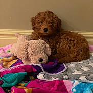 Maddie joined the competition — help win amazing prizes! puppy, dog, stuffed_animal, toy, blanket, colorful, indoor, carpet, furry, cute, pet, snuggling, cozy, brown, plush, animal, resting, soft, young, companion