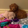 puppy, dog, stuffed_animal, toy, blanket, colorful, indoor, carpet, furry, cute, pet, snuggling, cozy, brown, plush, animal, resting, soft, young, companion