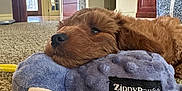 Maddie is registered to the contest to win money with this photo: puppy, dog, plush_toy, carpet, indoor, brown, soft_toy, resting, cozy, home, furniture, stairs, door, window, light, playful, pet, cute, animal, relaxed
