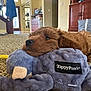 puppy, dog, plush_toy, carpet, indoor, brown, soft_toy, resting, cozy, home, furniture, stairs, door, window, light, playful, pet, cute, animal, relaxed