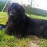 animal, black_dog, canine, companion, curious, daytime, dog, domestic_animal, fence, fur, grass, greenery, laying_down, nature, outdoor, pet, playful, relaxed, toy, yard