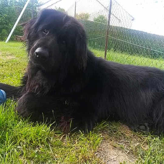 Molly a rejoint le concours — aidez-le/la à gagner de superbes lots ! dog, black_dog, grass, outdoor, fence, toy, pet, animal, canine, laying_down, greenery, nature, yard, curious, fur, domestic_animal, playful, relaxed, daytime, companion