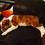 puppy, dog, sleeping, couch, leather, brown, white, orange_pillow, rug, indoor, resting, pet, fur, cozy, relaxing, home, animal, cute, canine, comfort