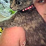 Bentley is registered to the contest to win money with this photo: cat, person, shoulder, collar, indoor, bed, blanket, face, fur, closeup, pet, comfort, resting, skin, animal, cute, domestic, feline, pattern, relaxation