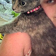 Mamas joined the competition — help win amazing prizes! cat, person, shoulder, collar, indoor, bed, blanket, face, fur, closeup, pet, comfort, resting, skin, animal, cute, domestic, feline, pattern, relaxation