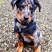 Apie a rejoint le concours — aidez-le/la à gagner de superbes lots ! animal, black, black_harness, brown, closeup, curious, cute, dog, ears, fur, gravel, nature, outdoor, paw, pet, portrait, puppy, sitting, speckled_coat, young
