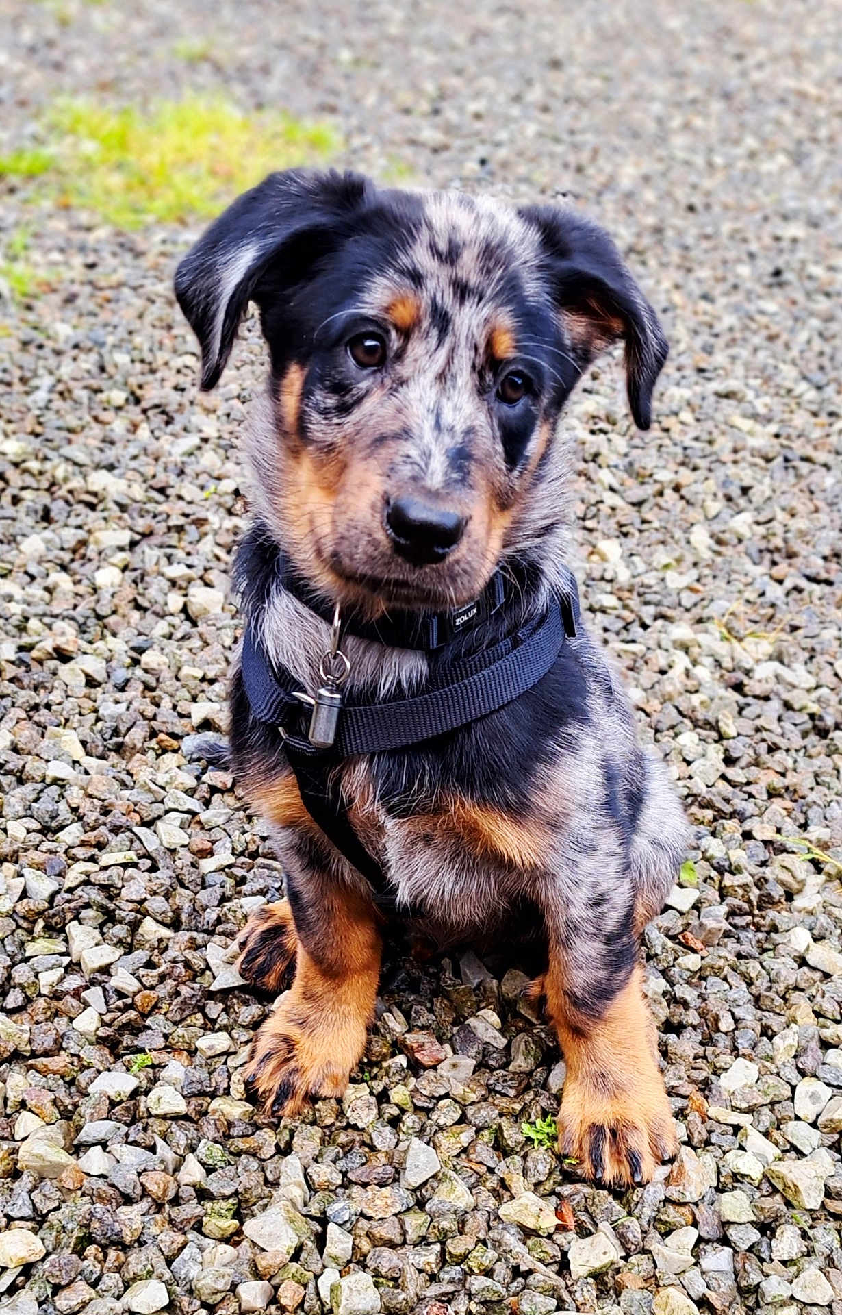 Apie a rejoint le concours — aidez-le/la à gagner de superbes lots ! animal, black, black_harness, brown, closeup, curious, cute, dog, ears, fur, gravel, nature, outdoor, paw, pet, portrait, puppy, sitting, speckled_coat, young