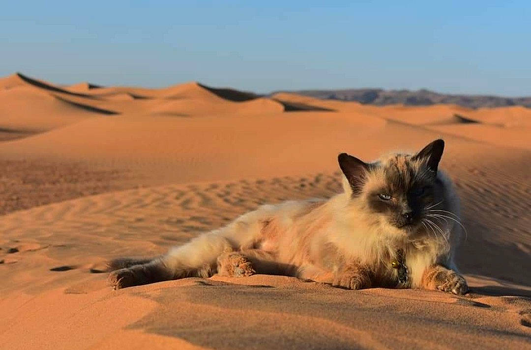 Helliott participe au concours pour gagner de l'argent avec cette photo : aeolian_landform, carnivore, cat, comfort, dune, ecoregion, erg, fawn, felidae, horizon, landscape, natural_environment, photograph, sand, shadow, singing_sand, sky, small_to_medium_sized_cats, terrestrial_animal, whiskers