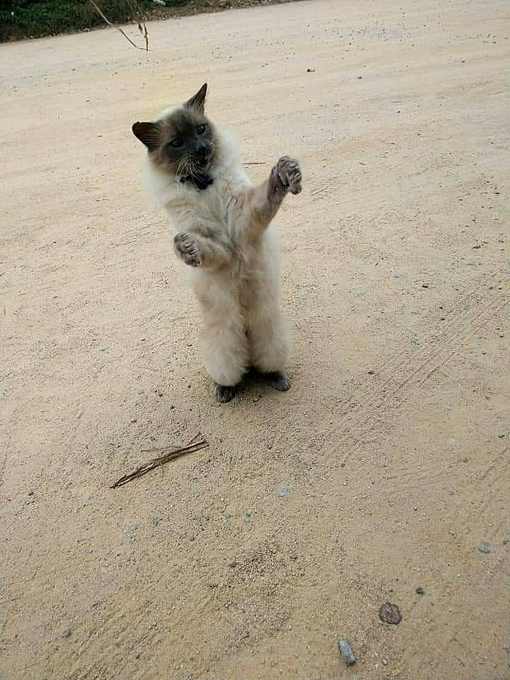 Helliott participe au concours pour gagner de l'argent avec cette photo : canidae, carnivore, cat, claw, dog_breed, fawn, felidae, foot, fur, landscape, paw, sand, shadow, siamese, small_to_medium_sized_cats, snout, soil, tail, terrestrial_animal, whiskers