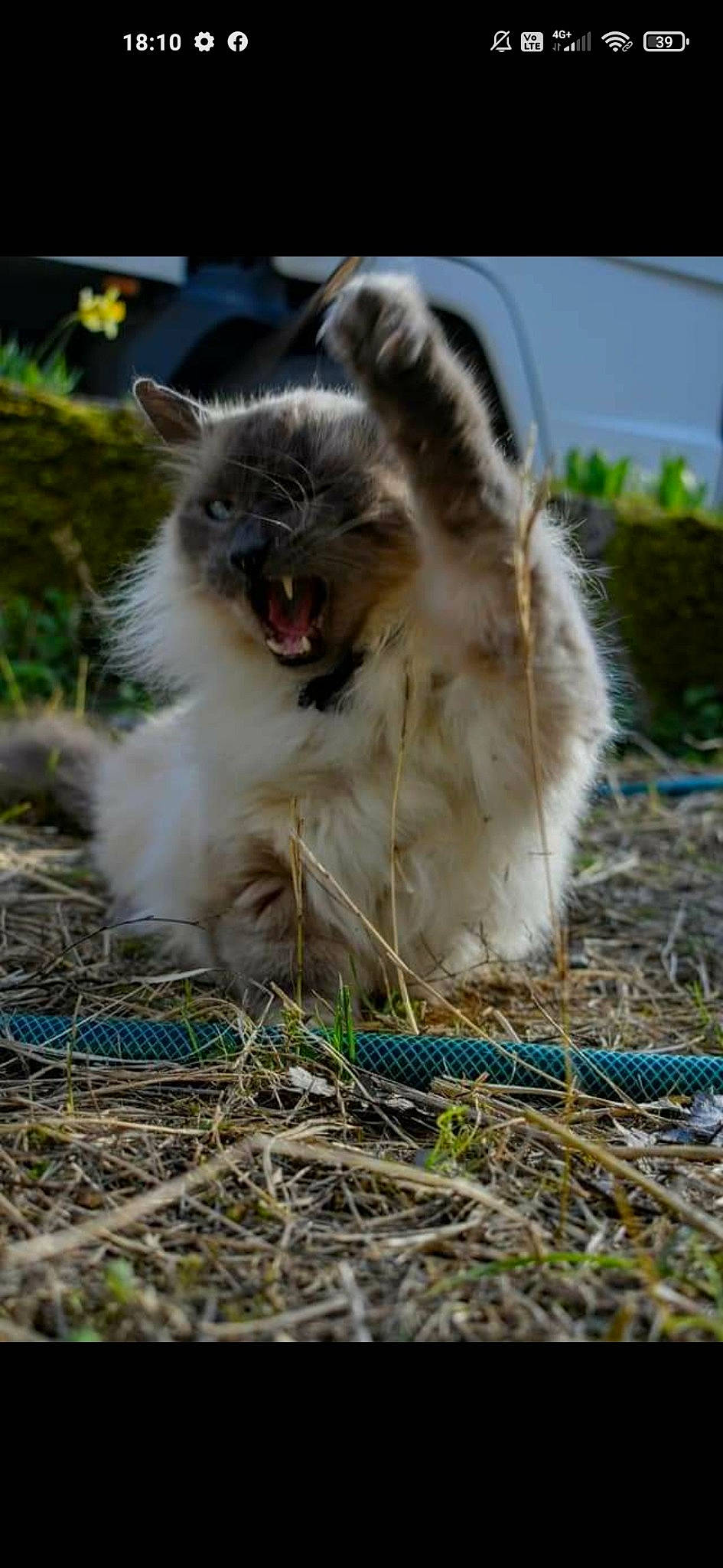 Helliott participe au concours pour gagner de l'argent avec cette photo : canidae, carnivore, cat, companion_dog, dog_breed, fawn, felidae, fur, grass, grass_family, hay, plant, small_to_medium_sized_cats, snout, sporting_group, straw, tail, terrestrial_animal, whiskers, wildlife
