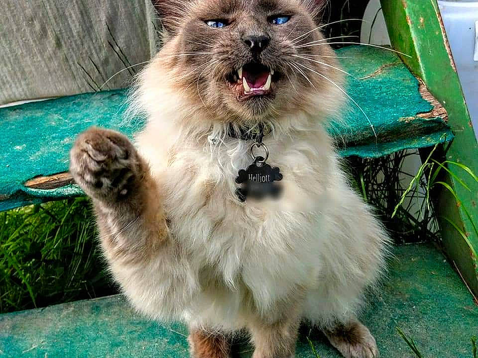 Helliott participe au concours pour gagner de l'argent avec cette photo : carnivore, claw, collar, companion_dog, dog_breed, fang, fawn, felidae, fur, grass, paw, plant, roar, small_to_medium_sized_cats, snout, tail, terrestrial_animal, whiskers, wildlife, working_animal