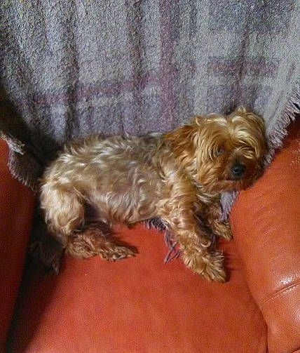 Elza a rejoint le concours — aidez-le/la à gagner de superbes lots ! bolonka, canidae, carnivore, cockapoo, dog, dog_breed, dutch_smoushond, lhasa_apso, liver, maltepoo, mammal, poodle_crossbreed, puppy, rare_breed_dog, schnoodle, shih_tzu, terrier, vertebrate, yorkipoo, yorkshire_terrier