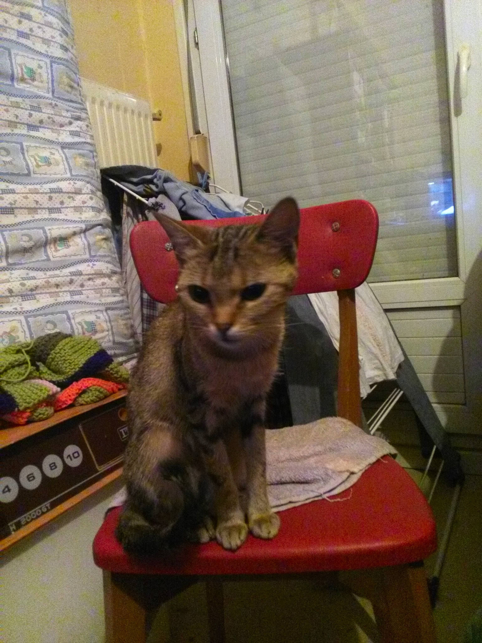 Tigresse participe au concours pour gagner de l'argent avec cette photo : american_shorthair, asian, bengal, california_spangled, carnivore, cat, chausie, domestic_short_haired_cat, dragon_li, egyptian_mau, european_shorthair, felidae, kitten, mammal, ocicat, pixie_bob, small_to_medium_sized_cats, sokoke, tabby_cat, whiskers