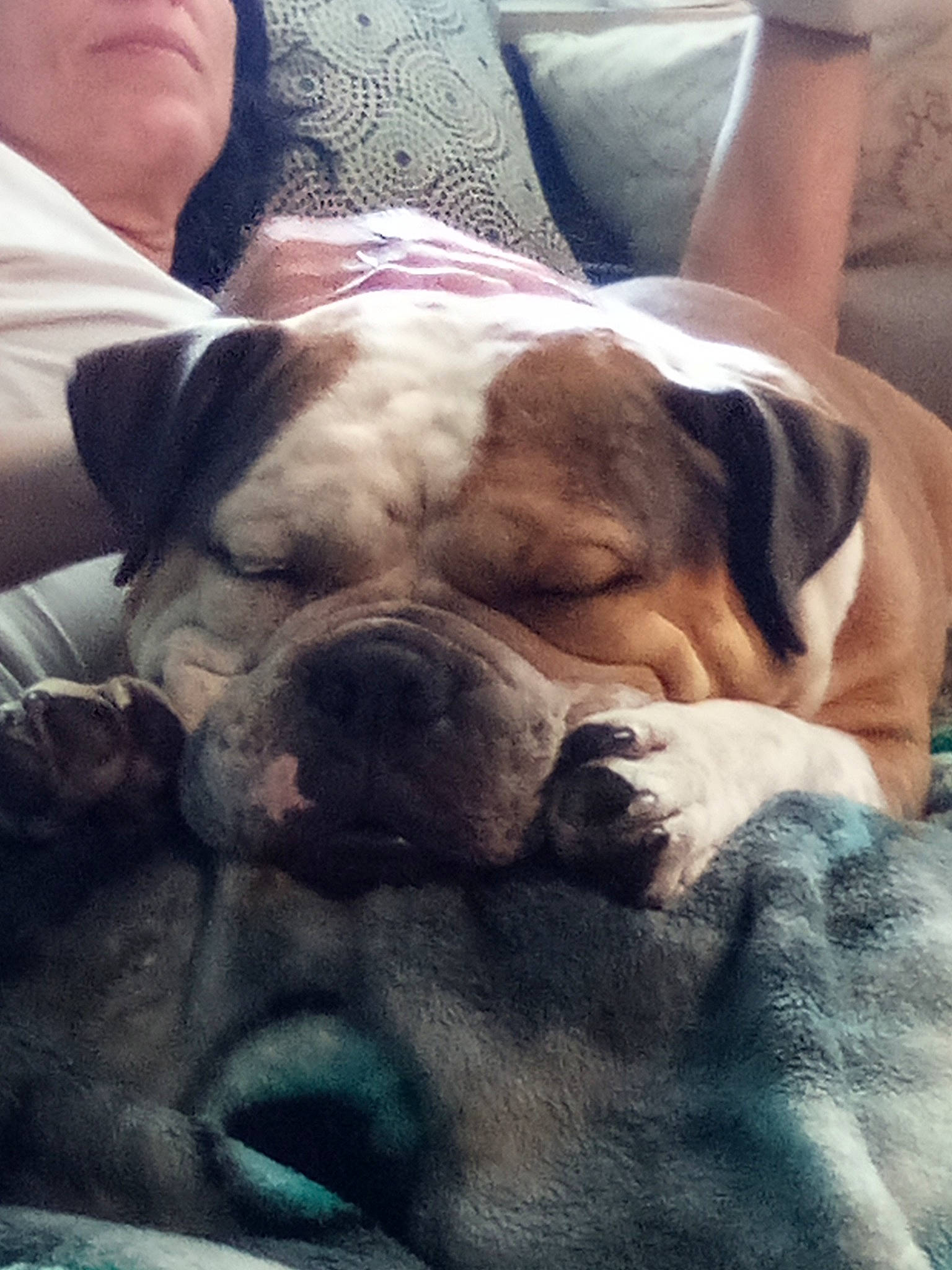 Kingston is registered to the contest to win money with this photo: bulldog, canidae, carnivore, comfort, companion_dog, dog, dog_breed, fawn, fur, giant_dog_breed, molosser, nap, puppy_love, snout, sporting_group, toy_dog, whiskers, working_animal, working_dog, wrinkle