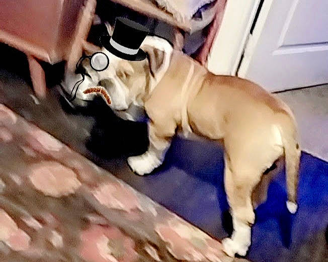 Kingston is registered to the contest to win money with this photo: canidae, carnivore, companion_dog, dog, dog_breed, dog_collar, dog_supply, door, eyewear, fawn, flooring, hat, pet_supply, snout, sporting_group, tail, toy, toy_dog, wood, working_animal