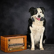 Pixie participe au concours pour gagner de l'argent avec cette photo : dog, black_and_white, border_collie, vintage_radio, wooden, tongue_out, studio, portrait, pet, animal, sitting, smiling, indoor, dark_background, retro, furniture, happy, cute, fluffy, fur