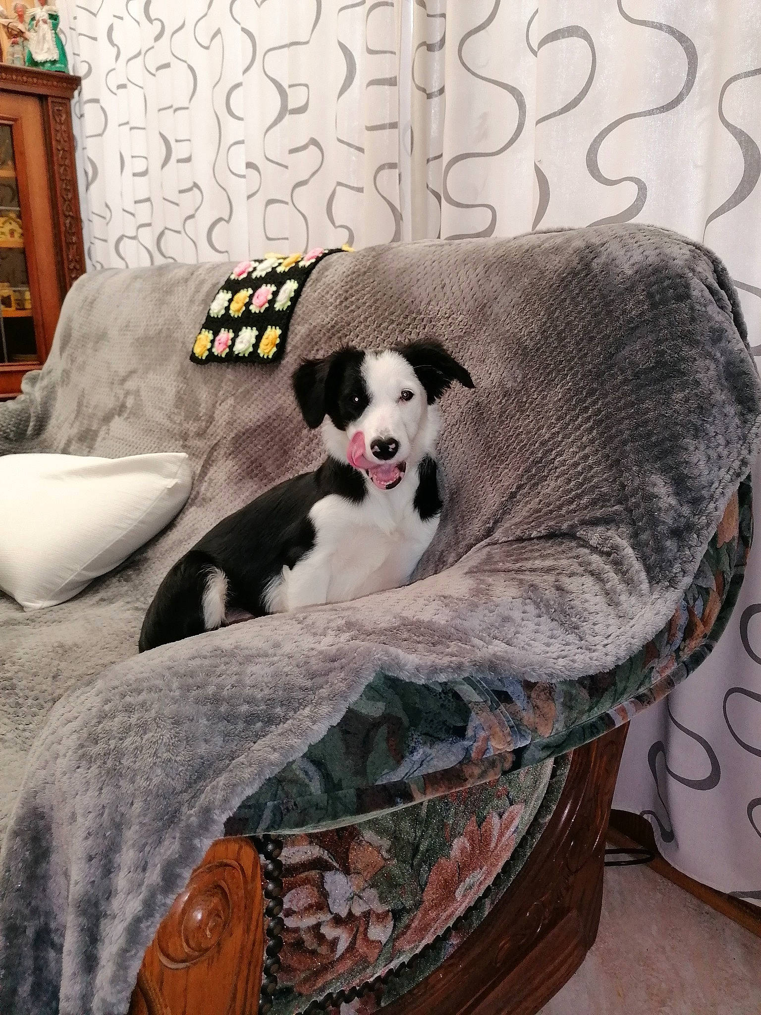 Pixie a rejoint le concours — aidez-le/la à gagner de superbes lots ! canidae, carnivore, companion_dog, couch, dog, dog_bed, dog_breed, dog_supply, furniture, sporting_group