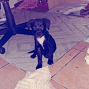 Athéna participe au concours pour gagner de l'argent avec cette photo : animal, black_dog, blanket, carpet, chair, companion, cute, domestic_animal, floor, household, indoor, looking_at_camera, pet, playful, puppy, sitting, small_dog, tile_floor, toy, young_dog