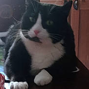 Jasmine participe au concours pour gagner de l'argent avec cette photo : cat, black_and_white, indoor, furniture, wooden_surface, relaxed, pet, animal, whiskers, paws, domestic, cute, feline, household, mammal, resting, close_up, eyes, nose, fur