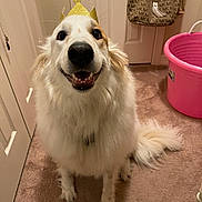Sugar is registered to the contest to win money with this photo: animal, bag, canine, carpet, collar, crown, dog, domestic, door, fluffy, fur, happy, indoor, pet, pink_bucket, portrait, room, smiling, tail, white_fur