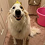animal, bag, canine, carpet, collar, crown, dog, domestic, door, fluffy, fur, happy, indoor, pet, pink_bucket, portrait, room, smiling, tail, white_fur