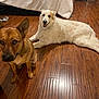 animal, bed, bedroom, brown_dog, cozy, dog, domestic, ears, floor, flooring, furniture, happy, home, indoor, lying_down, pet, sitting, smiling, white_dog, wooden_floor