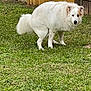 Sugar is registered to the contest to win money with this photo: animal, backyard, canine, cute, dog, domestic_animal, fence, fur, grass, grass_field, greenery, mammal, nature, outdoor, outdoors, pet, standing, white_dog, wooden_fence, yard