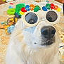 Sugar joined the competition — help win amazing prizes! animal, birthday, celebration, close_up, collar, decor, dog, fluffy, funny, furniture, glasses, household, indoor, nose, novelty_glasses, pet, playful, rug, toys, white_dog