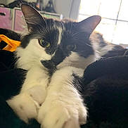 Moonbeam joined the competition — help win amazing prizes! cat, tuxedo_cat, pet, feline, close_up, paws, whiskers, ears, indoor, window, sunlight, blanket, cozy, portrait, green_eyes, black_and_white, fur, resting, adorable, home