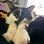 cat, tuxedo_cat, pet, feline, close_up, paws, whiskers, ears, indoor, window, sunlight, blanket, cozy, portrait, green_eyes, black_and_white, fur, resting, adorable, home