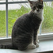 Mazy joined the competition — help win amazing prizes! cat, gray_tabby, white_paws, windowsill, window, grass, plants, indoor, pet, animal, curious, sitting, looking, ears, whiskers, tail, daylight, screen, nature, domestic_cat