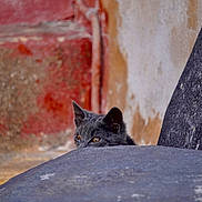 Chameleon joined the competition — help win amazing prizes! cat, gray_cat, peeking, curious, stone, ledge, wall, rustic, texture, ears, eyes, outdoor, animal, pet, mammal, feline, closeup, hidden, nature, quiet