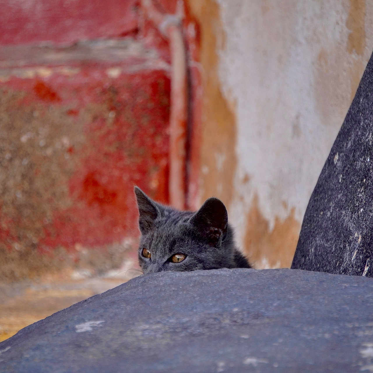 Chameleon joined the competition — help win amazing prizes! animal, cat, closeup, curious, ears, eyes, feline, gray_cat, hidden, ledge, mammal, nature, outdoor, peeking, pet, quiet, rustic, stone, texture, wall