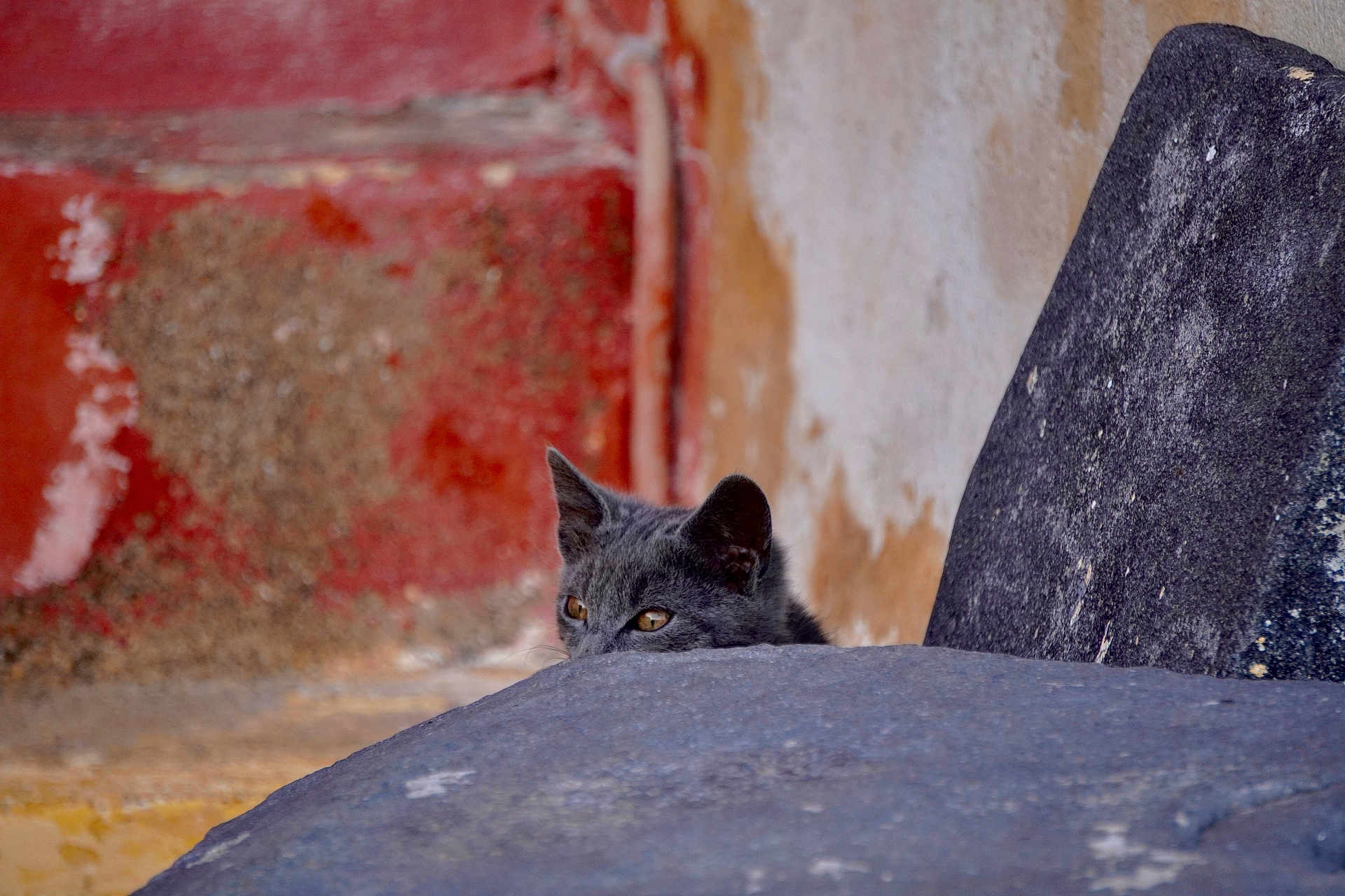 Chameleon joined the competition — help win amazing prizes! cat, gray_cat, peeking, curious, stone, ledge, wall, rustic, texture, ears, eyes, outdoor, animal, pet, mammal, feline, closeup, hidden, nature, quiet