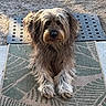 dog, shaggy_dog, long_hair, brown_fur, fluffy, pet, animal, portrait, sitting, front_view, looking_at_camera, outdoor, rug, patterned_rug, sunlight, dirt, ground, drain_grate, centered_composition, photography