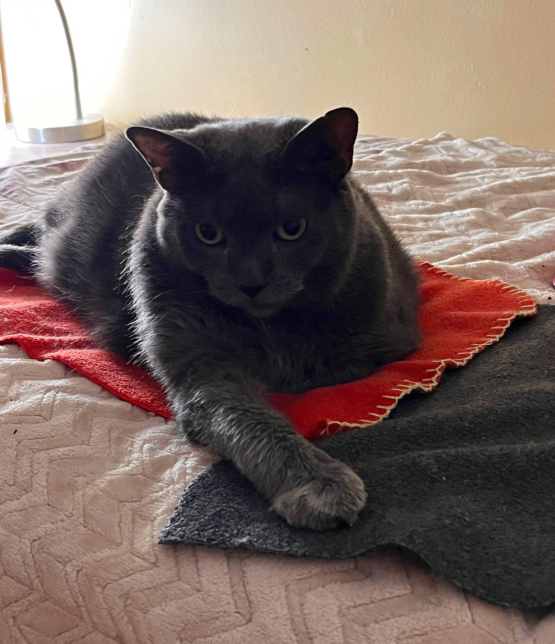 Misty joined the competition — help win amazing prizes! black_cat, bombay, carmine, carnivore, cat, cat_supply, claw, comfort, domestic_short_haired_cat, felidae, fur, grey, nap, paw, russian_blue, sitting, small_to_medium_sized_cats, tail, terrestrial_animal, whiskers