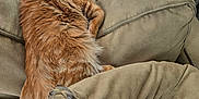 Gir is registered to the contest to win money with this photo: cat, orange_cat, sleeping, couch, cushion, indoor, pet, feline, fur, relaxing, cozy, domestic_animal, resting, collar, home, curled_up, soft, tail, whiskers, nap