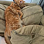 cat, orange_cat, sleeping, couch, cushion, indoor, pet, feline, fur, relaxing, cozy, domestic_animal, resting, collar, home, curled_up, soft, tail, whiskers, nap